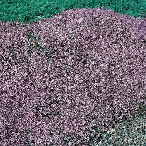 Mother Of Thyme Seeds