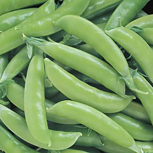 Pea Super Sugar Snap