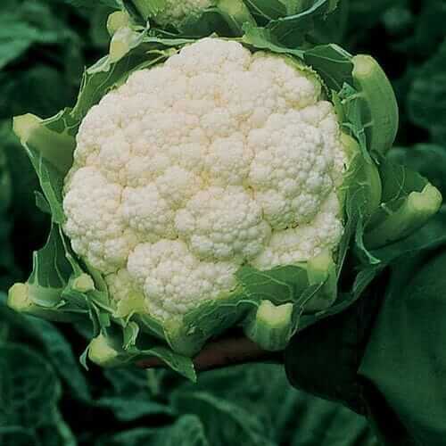 Amazing Cauliflower Seeds