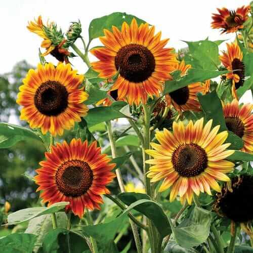 Evening Sun Organic Sunflower Seeds