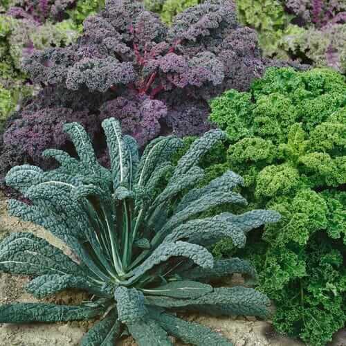Garden Blend Organic Kale Seeds