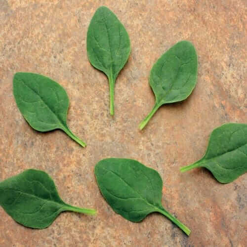 Baby Leaf Riverside Spinach Seeds